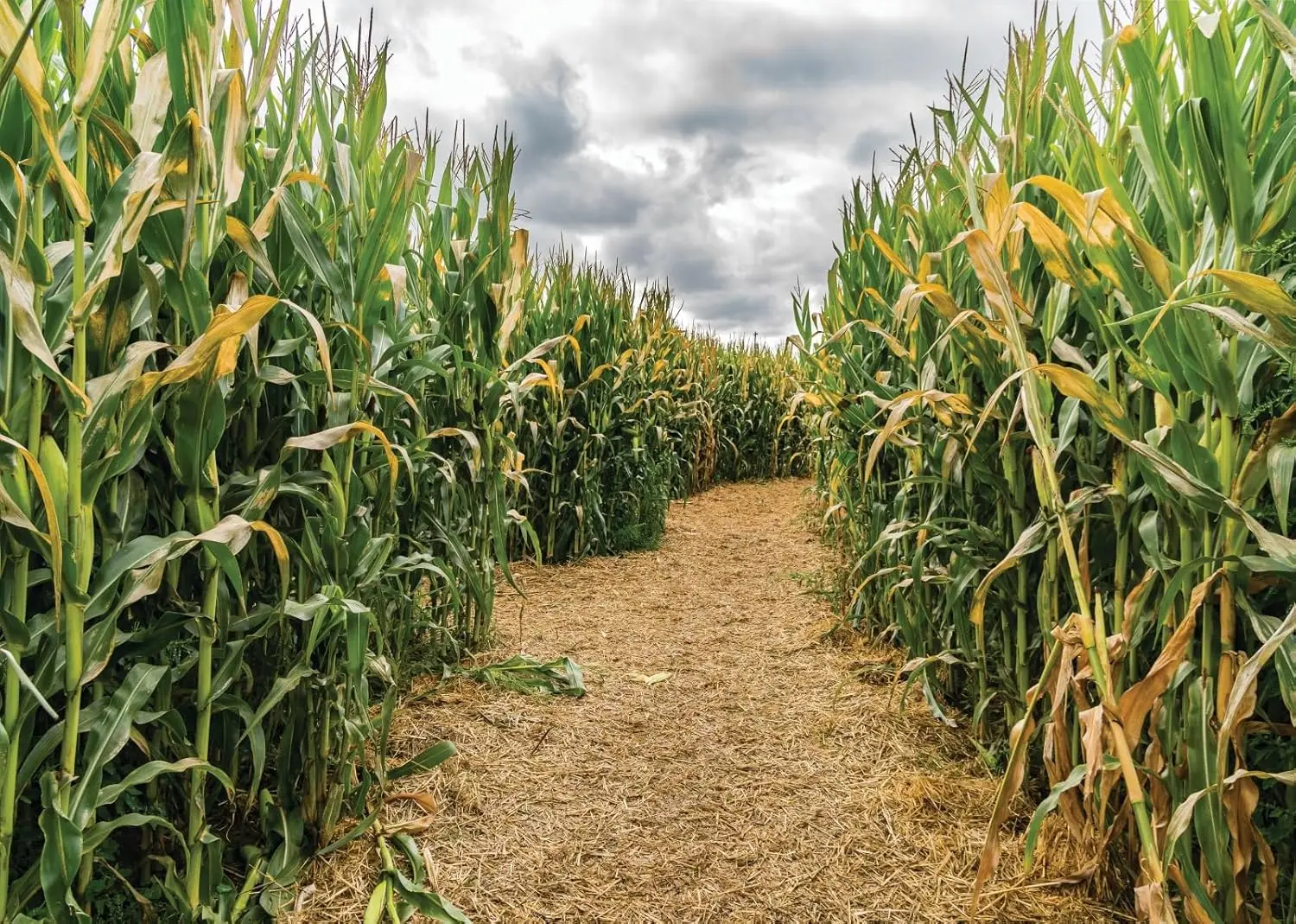 Agriculture Farming Background - Latar belakang foto pesta pertanian musim